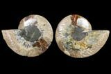 Cut/Polished Ammonite Pair - Agatized #79146-1